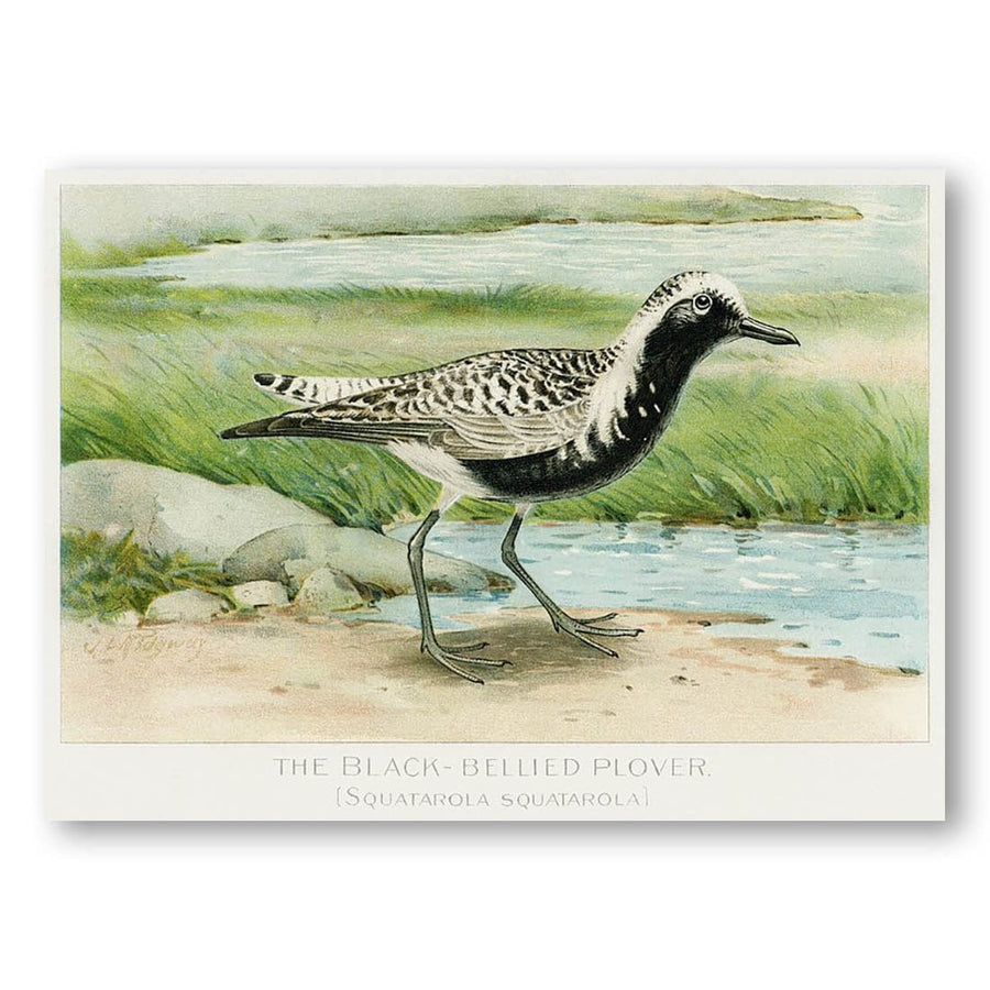 The Black-Bellied Plover by L. Ridgway Art Print