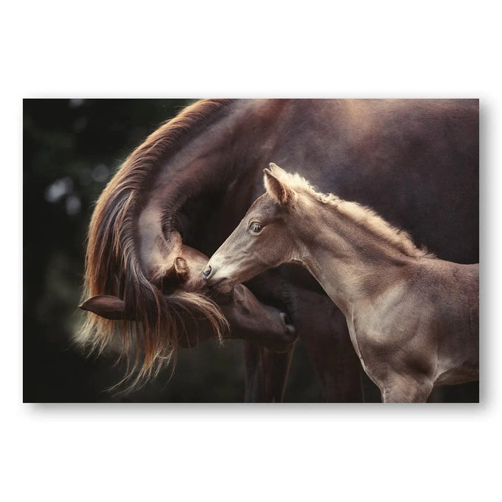 Equine Bond Photo Print