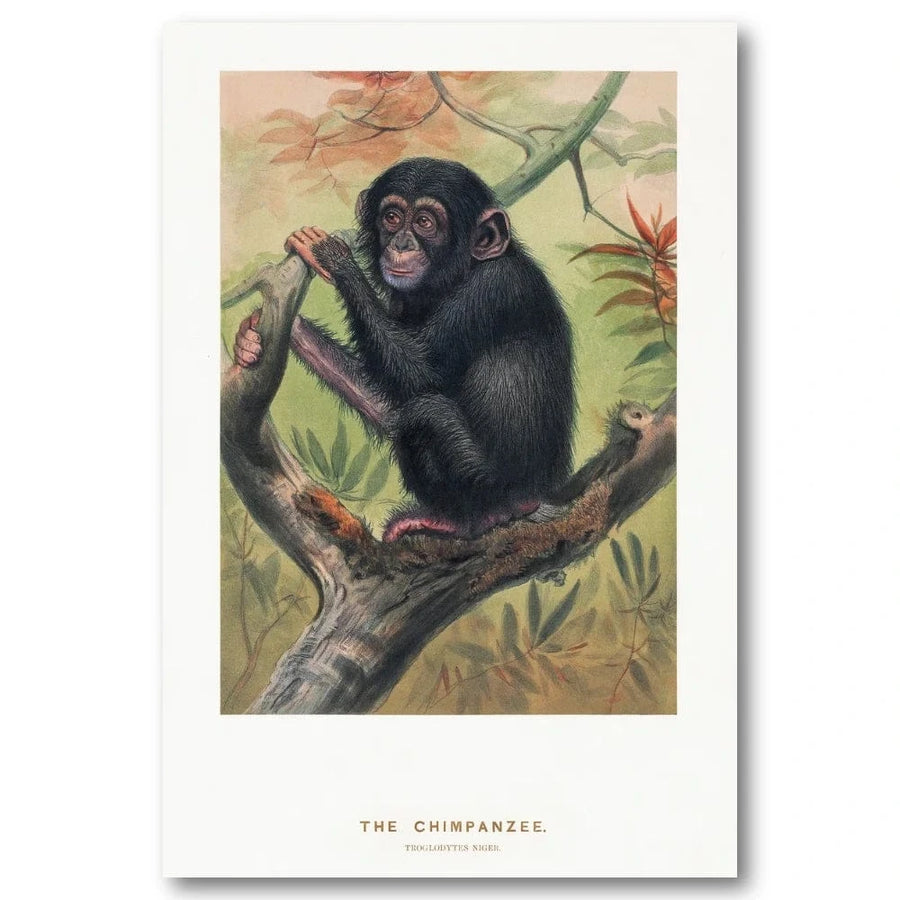 The Chimpanzee Vintage Art Print