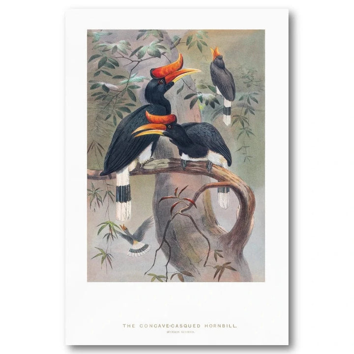 Concave Casqued Hornbill Illustration Art Print