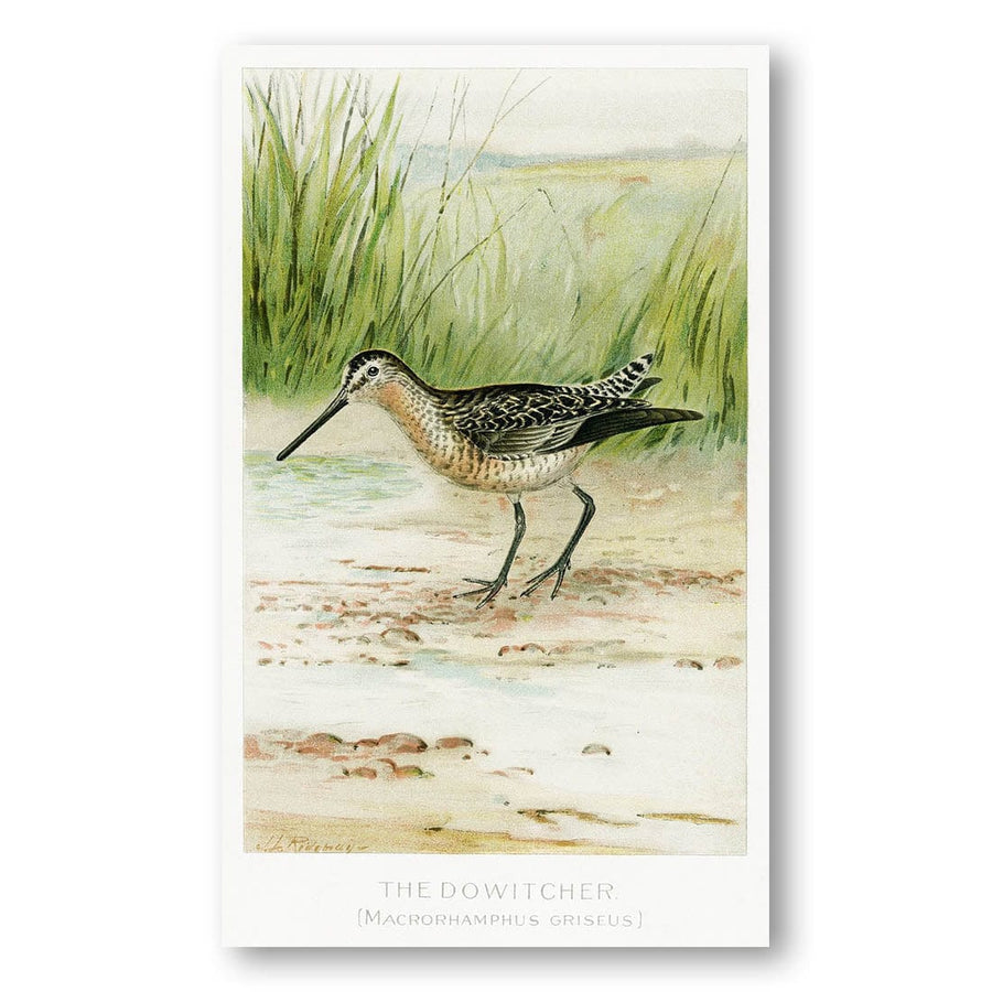 The Dowitcher by L. Ridgway Art Print