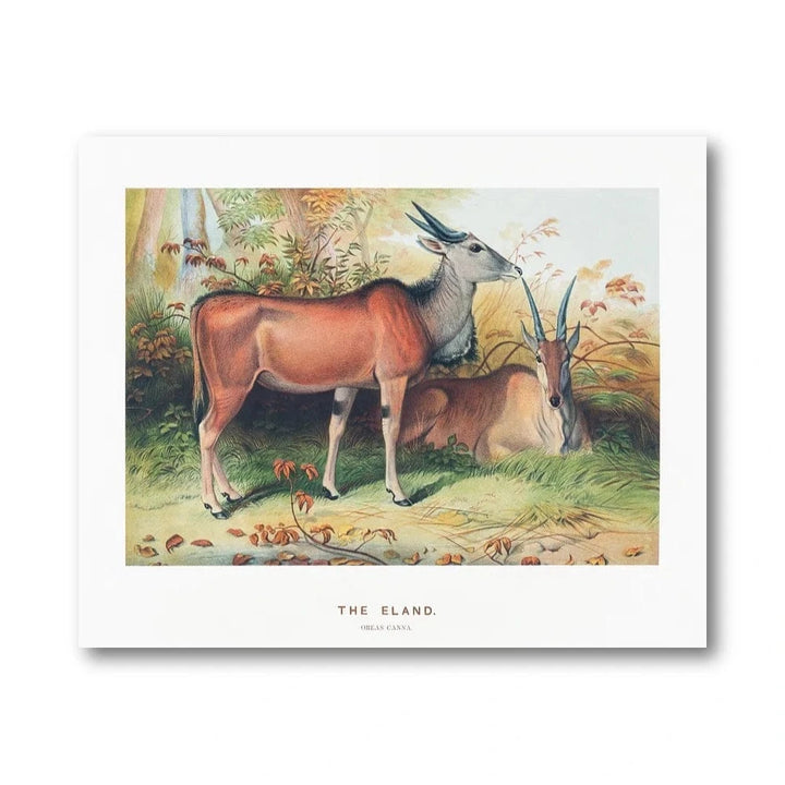 Eland Antelope Vintage Art Print