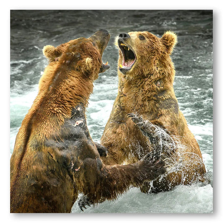 Bear Battle Photo Print