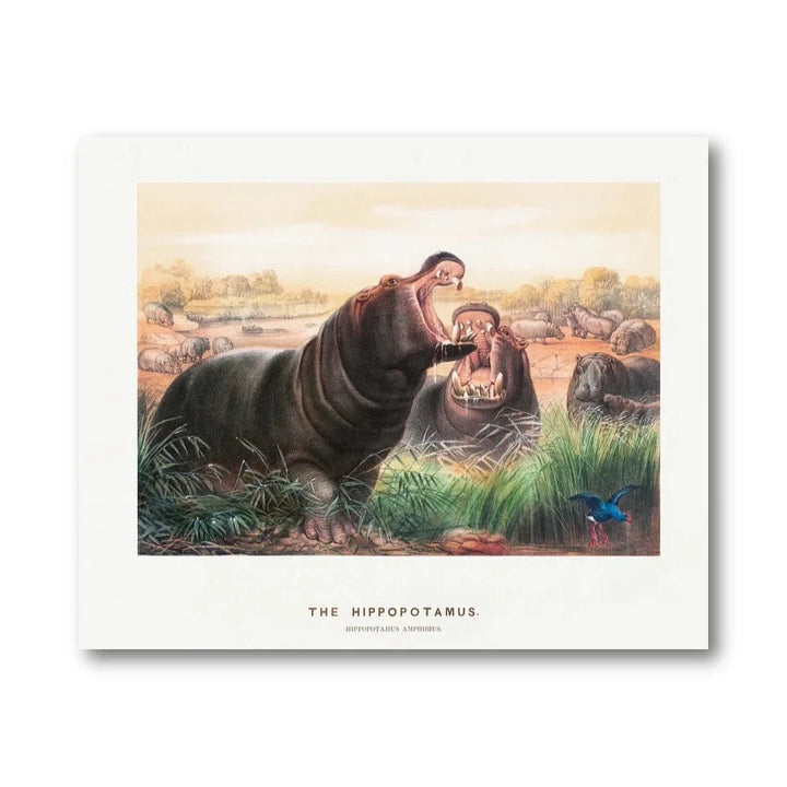 Hippopotamus Vintage Illustration Art Print