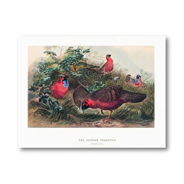 Horned Tragopan Vintage Art Print