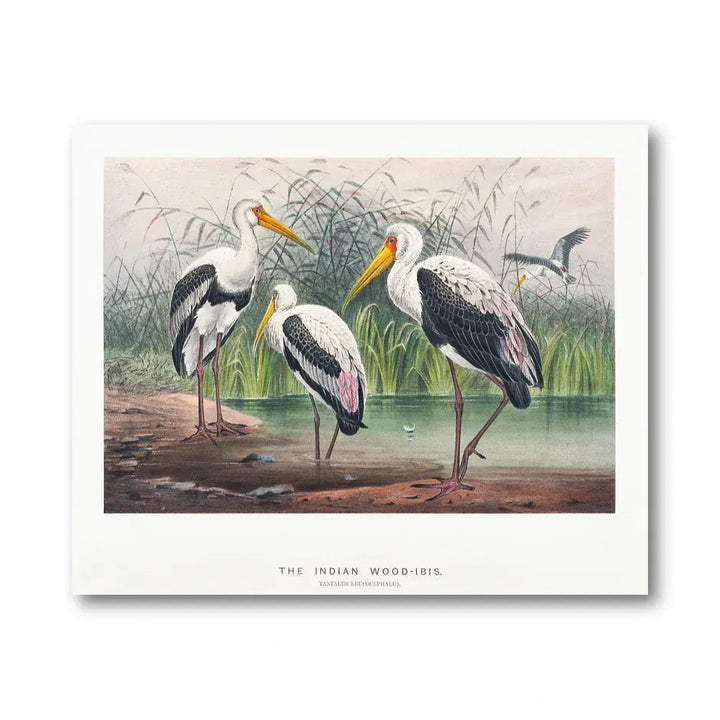 Indian Wood Ibis Illustration Art Print