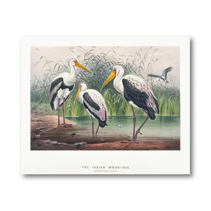 Indian Wood Ibis Illustration Art Print
