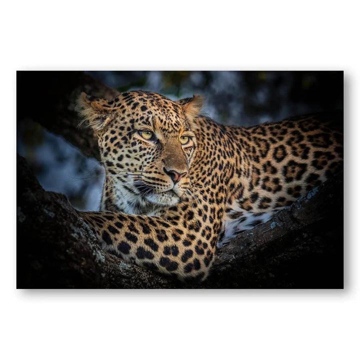 Leopard Night Vigil Photo Print