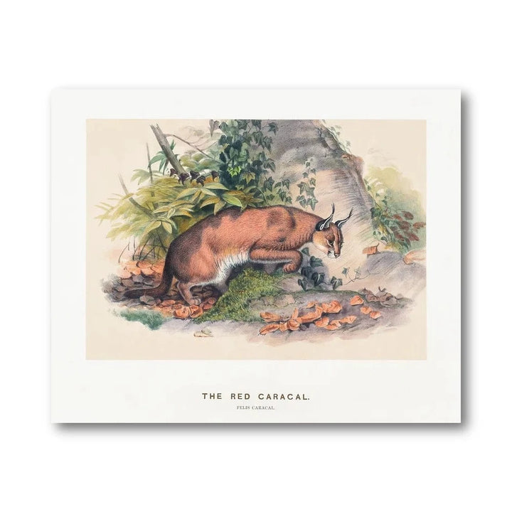 Red Caracal Illustration Art Print
