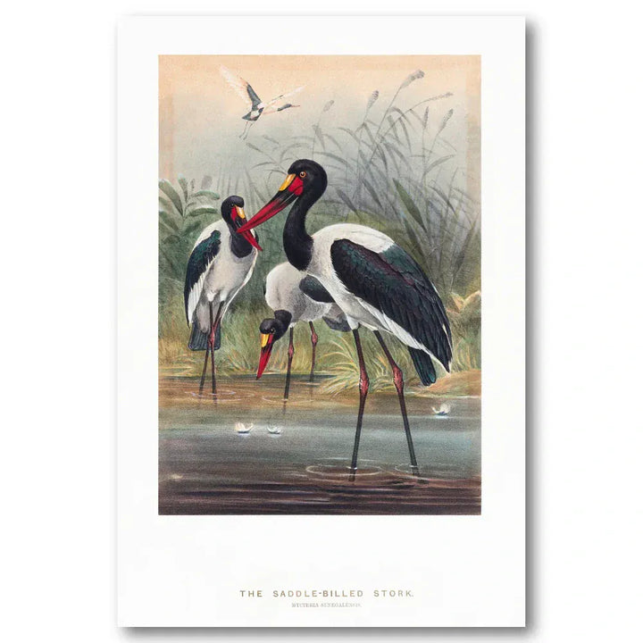 Saddle-Billed Stork Illustration Art Print