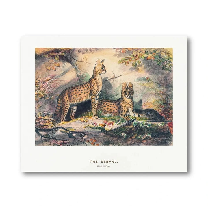 Serval Wildlife Illustration Art Print