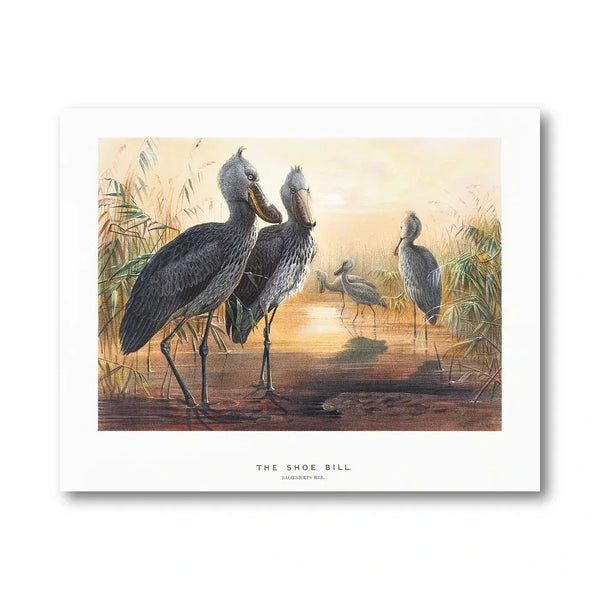 Shoebill Stork Vintage Illustration Art Print