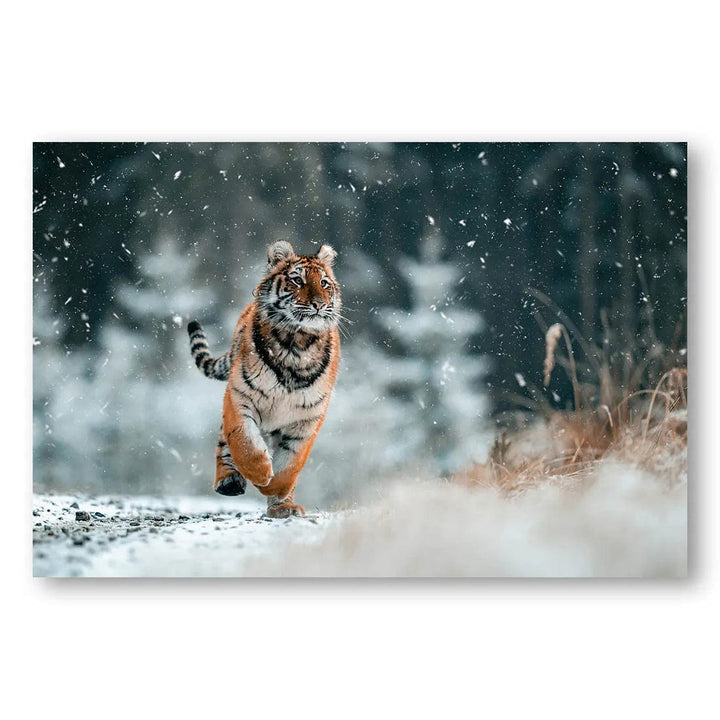 Winter Stride Tiger Photo Print