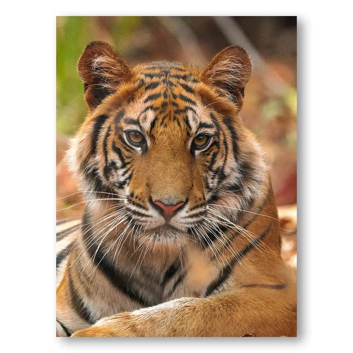 Majestic Gaze Tiger Photo Print