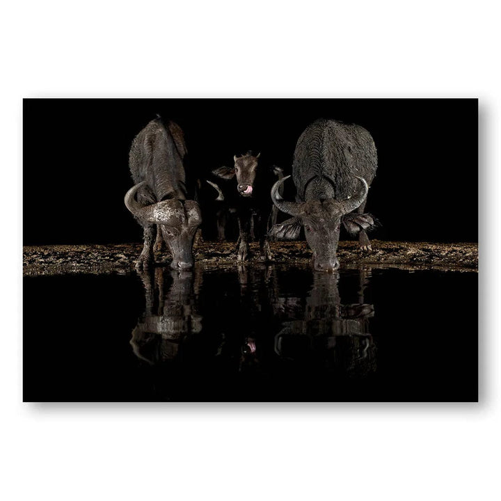 The Thirsty Trio Photo Print