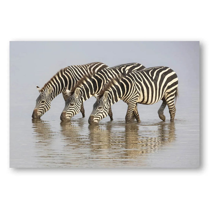 Three Zebras Unity Photo Print