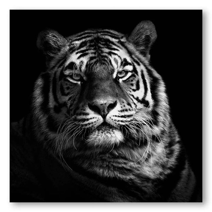 Majestic Striped Majesty Photo Print