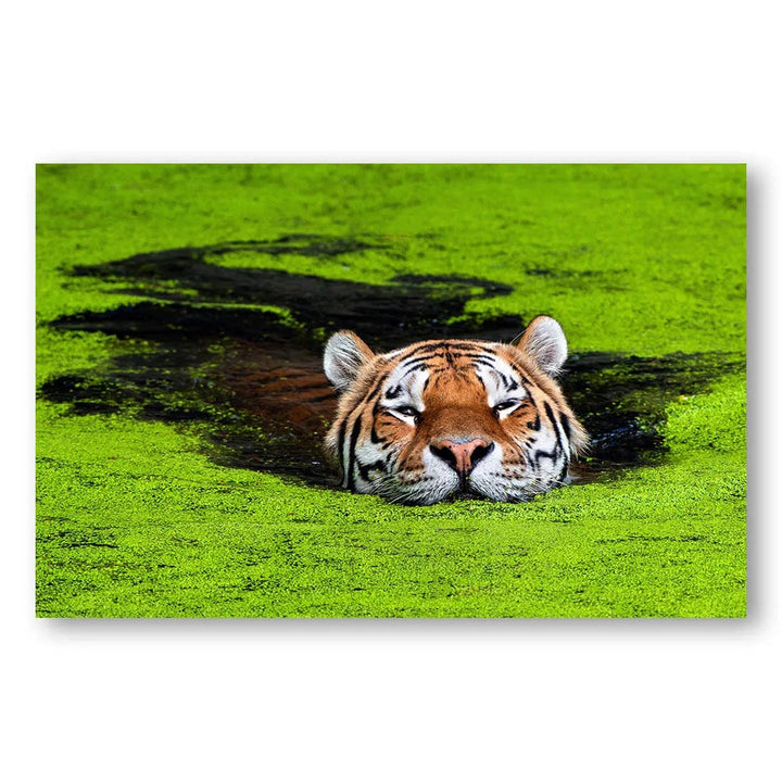 Emerald Serenity Tigress Photo Print