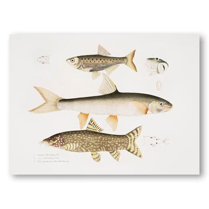 Tileo Carp Vintage Fish Art Print