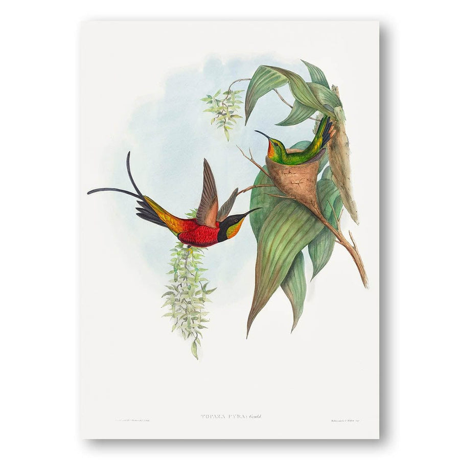 Fairy Topaz by John Gould Art Print