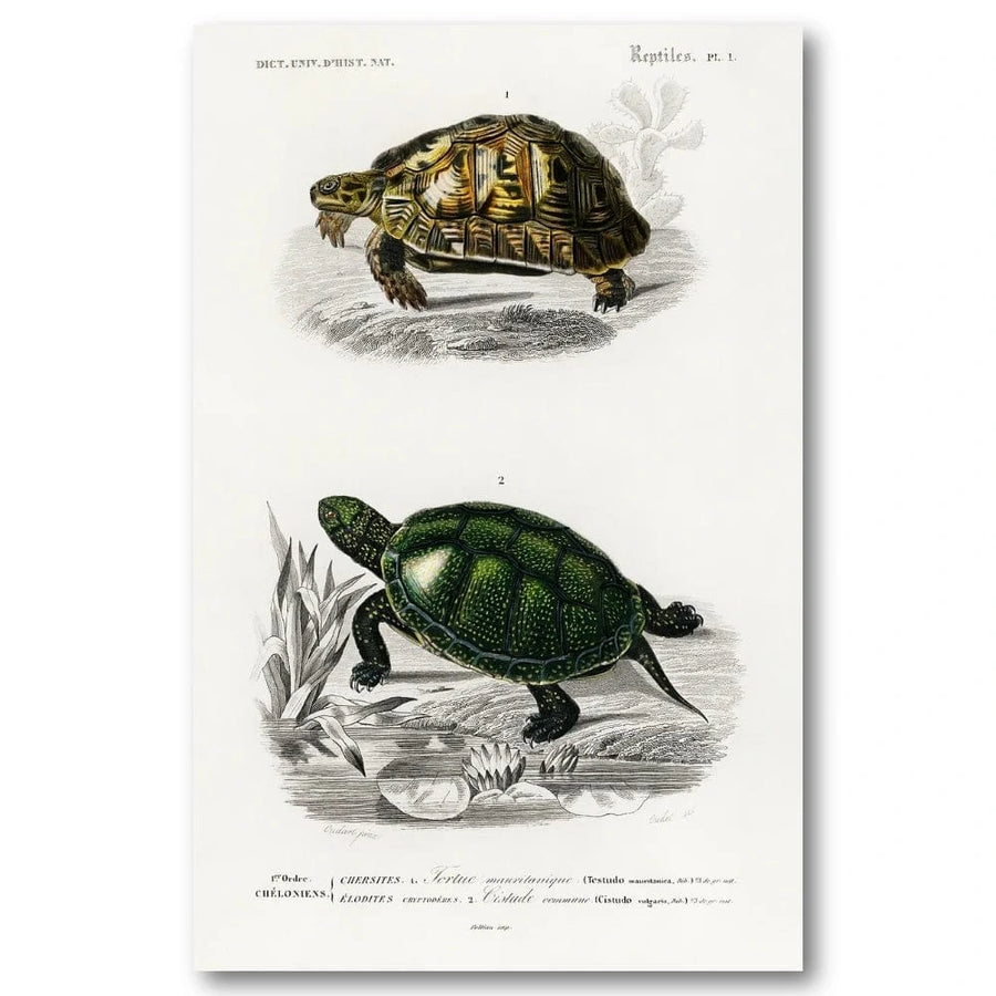 Tortoises and Pond Turtles Art Print