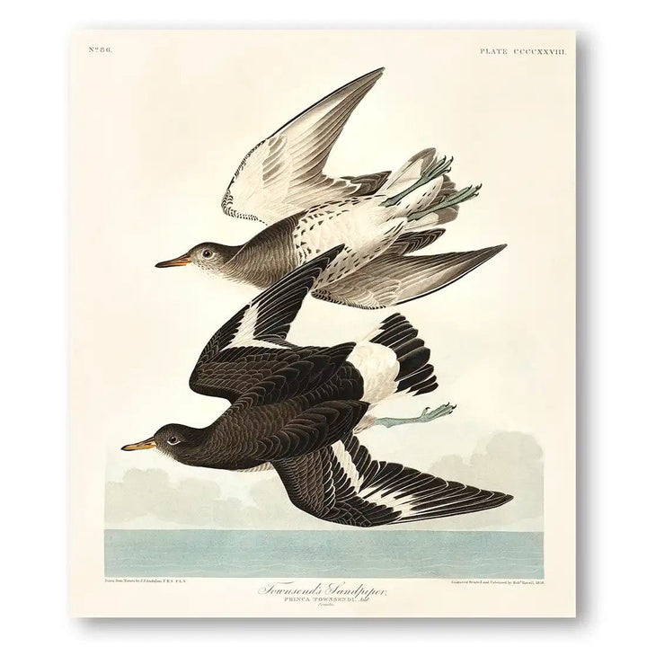 Townsend Sandpipers by John James Audubon Art Print