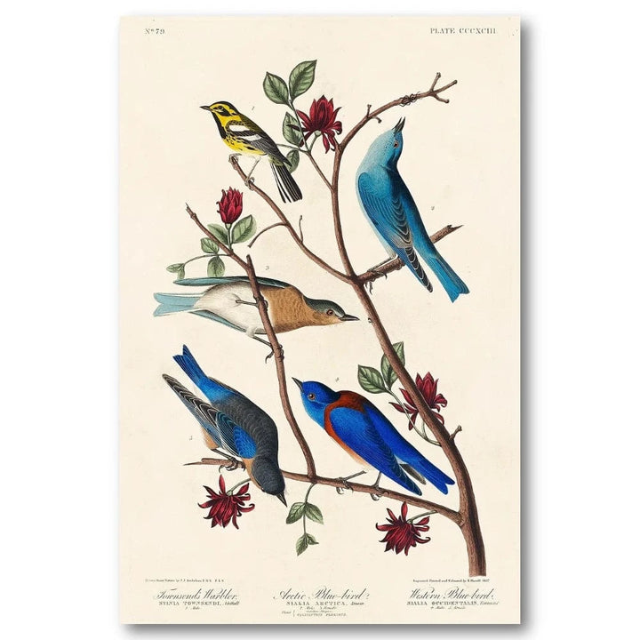 Warblers and Blue Birds Art Print