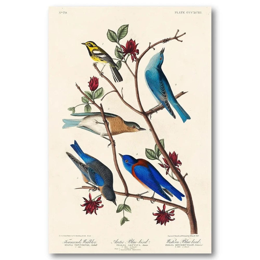 Warblers and Blue Birds Art Print