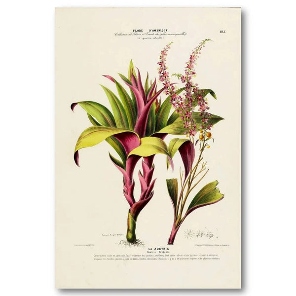 Tradescantia Spathacea Art Print
