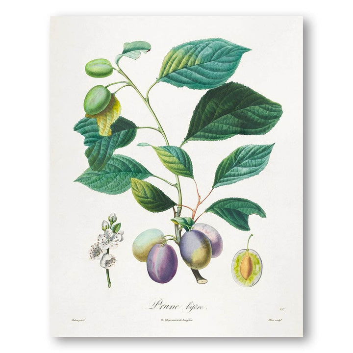 Prune Bifère by Henri-Louis Duhamel du Monceau Art Print