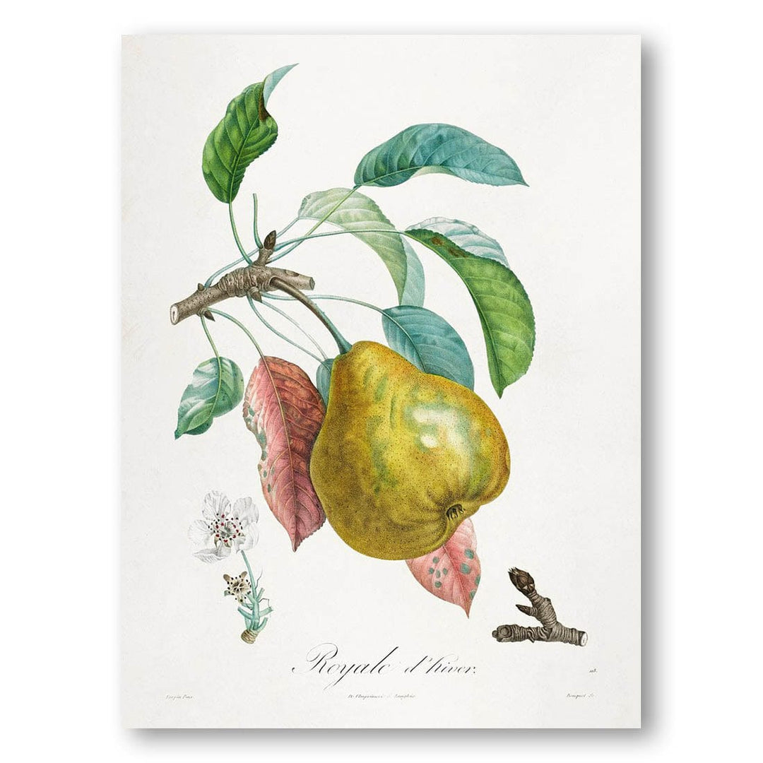 Royal d'hiver by Henri-Louis Duhamel du Monceau Art Print