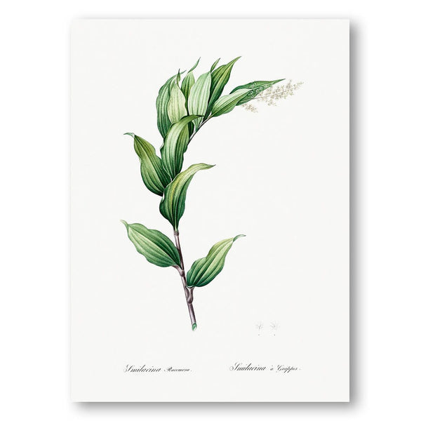 Treacleberry by Pierre-Joseph Redouté Art Print