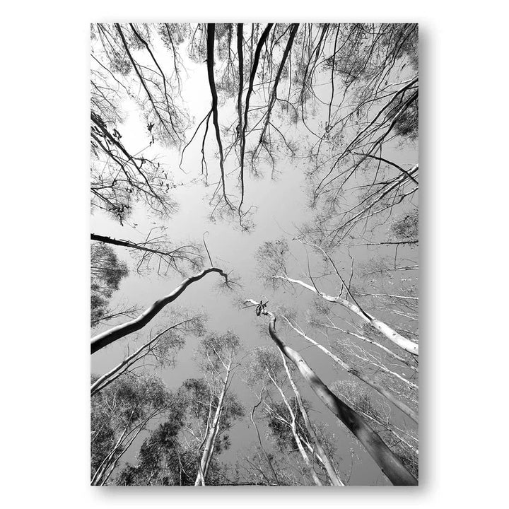 Gazing Upward Trees Photo Print