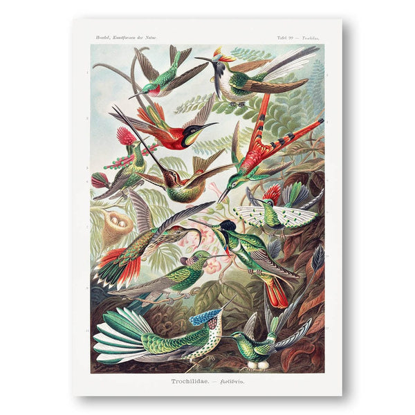 Trochilidae by Ernst Haeckel Art Print
