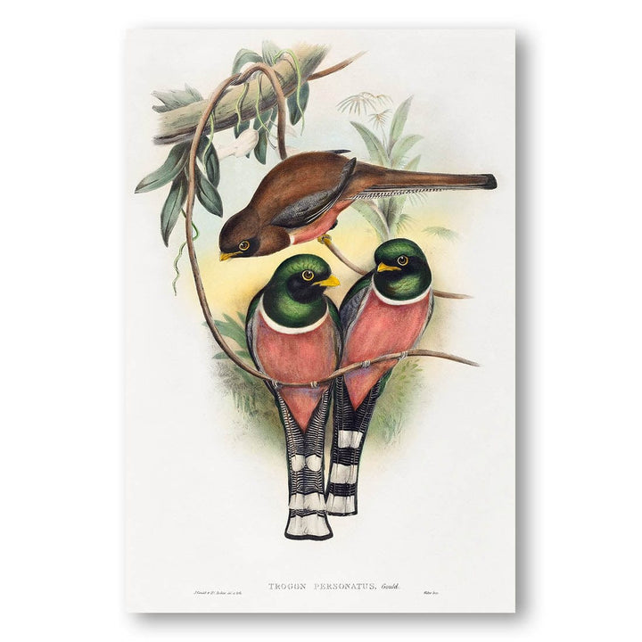 Trogon Personatus by John Gould Art Print