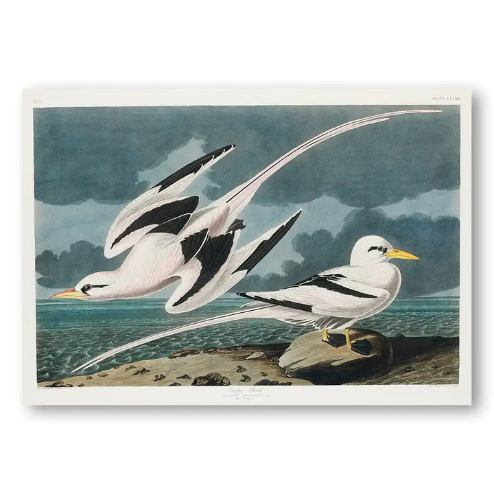 Tropic Birds by John James Audubon Art Print