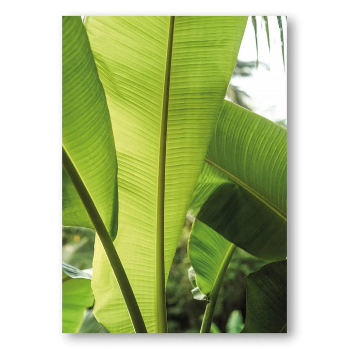 Tropic Banana Leaves Photo Print