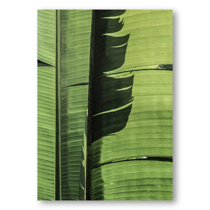 Tropical Leaf Shadows Photo Print