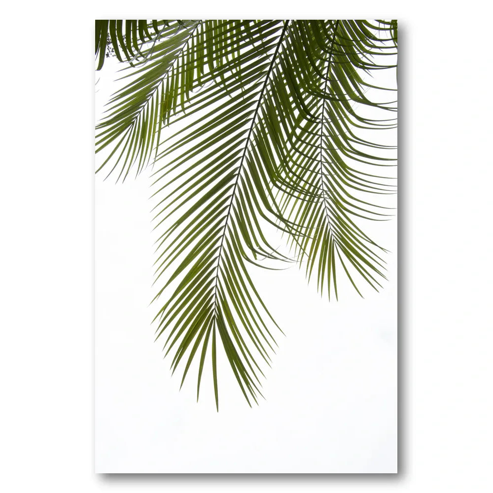 Tropical Palm Fronds Photo Print