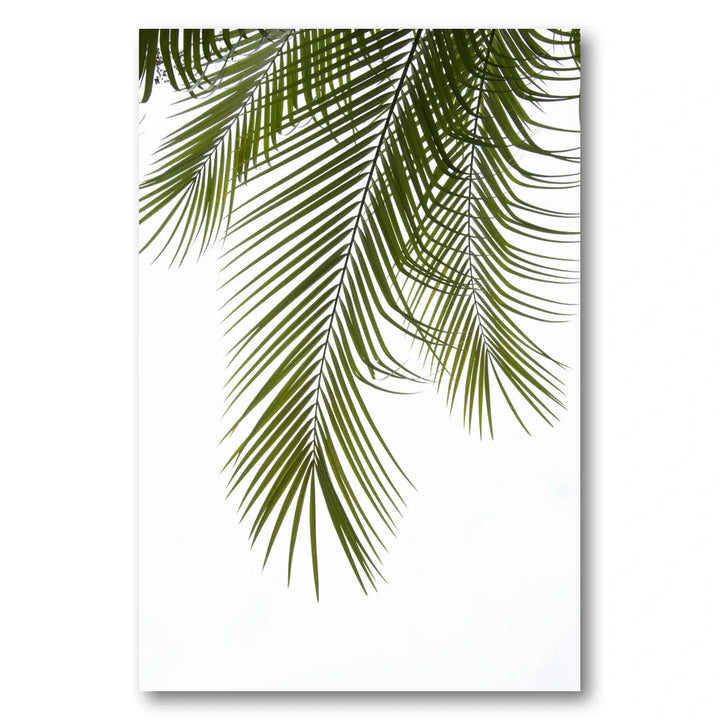 Tropical Palm Fronds Photo Print