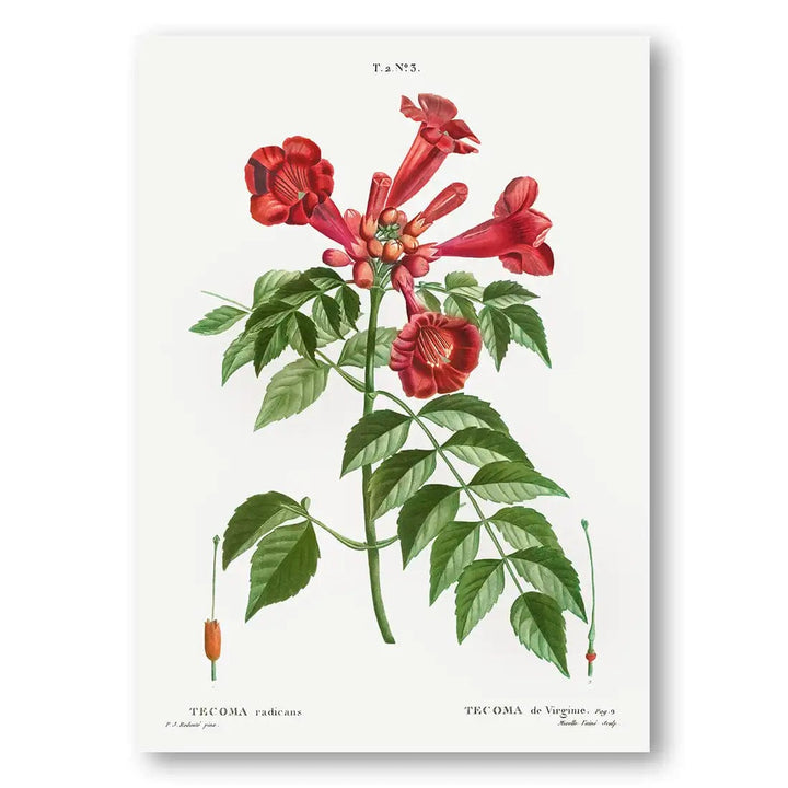 Trumpet Vine Botanical Art Print