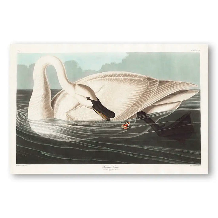 White Trumpeter Swan by John James Audubon Art Print