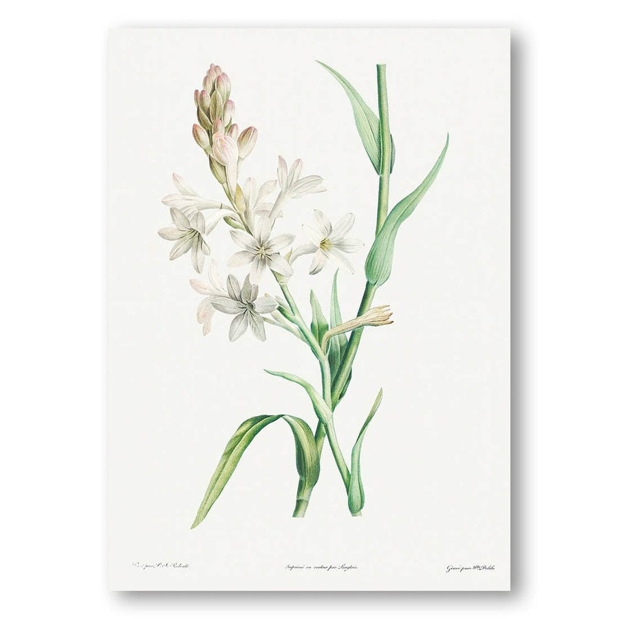 Tuberose by Pierre-Joseph Redouté Art Print