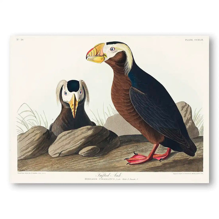 Tufted Auks by John James Audubon Art Print