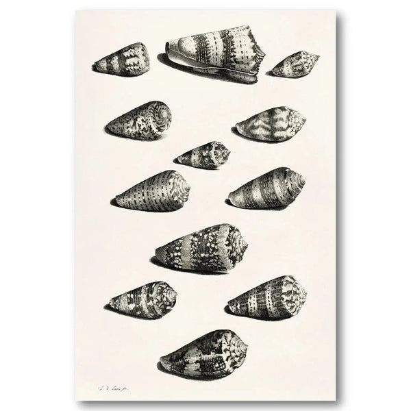 Collection of Shells 7 Art Print