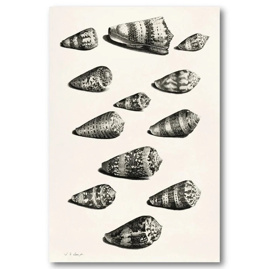 Collection of Shells 7 Art Print