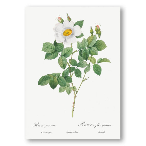 Twin-Flowered White Rose Art Print