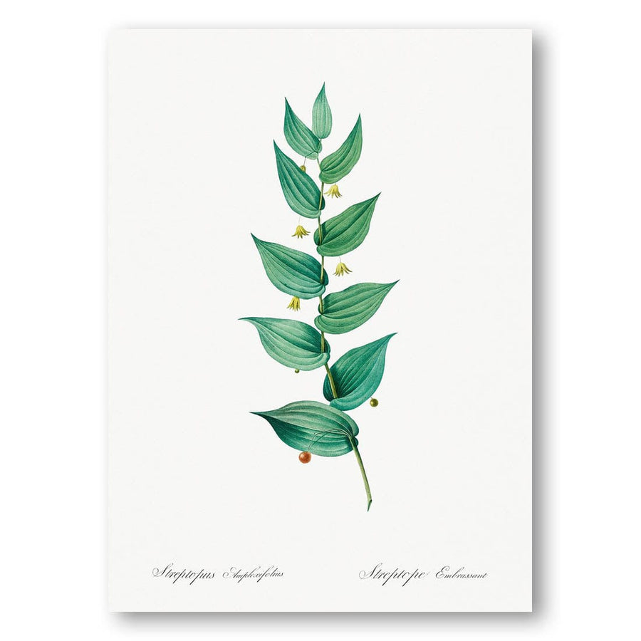 Twistedstalk Illustration by Pierre-Joseph Redouté Art Print