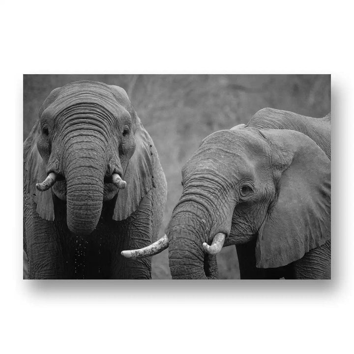 Two African Elephants Art Print