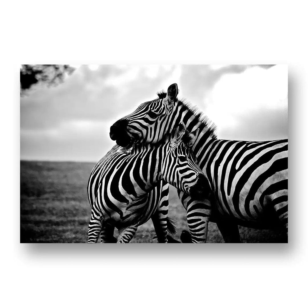 Two African Zebra's Art Print